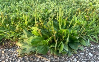 车前草的形态特征，长度在12厘米左右