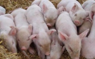小猪断奶后应该如何喂养，断奶后1周内需控制喂食量