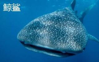 鲸鲨与虎鲸哪个更厉害，虎鲸的智商、嗜咬力、灵活度均要更高