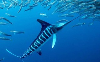 旗鱼是什么鱼，是热带和亚热带大洋性上层鱼类