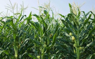 河洛158玉米种子简介，种植密度4500株/亩左右