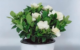 栀子花的水养方法,春秋季节每个星期换一次水