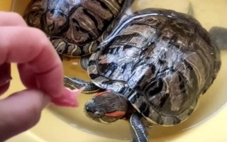 乌龟从冬眠中苏醒后怎么办，检查身体后再清洗并放入水中