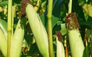 迪卡1627玉米种简介，出苗至成熟大概要117天