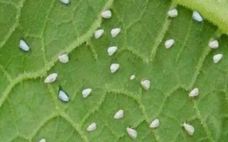 白菜白粉虱危害特点，传播速度快且寄主范围广