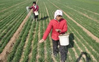 冬小麦怎么管理，每次降雨或浇水后都要中耕保墒