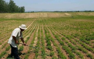 从今往后农村谁来种地，当前老人是主要种地人群
