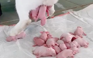 兔子繁殖的快吗，兔子的繁殖速度比较快