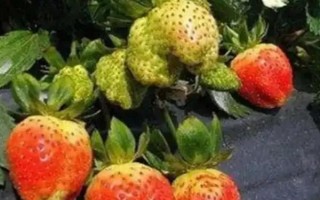 哪些因素会影响草莓膨大,主要有种子、温度、光照等5个原因