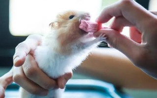 仓鼠的养殖环境，环境温度以20-30℃为宜