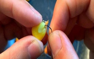 用嫩玉米钓鱼的效果，吸引力较强、垂钓效果良好