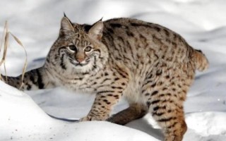 猫科动物有哪些种类,可分为猎豹亚科、豹亚科、猫亚科