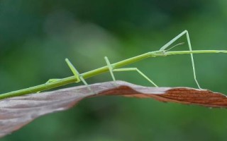 竹节虫有毒吗，有攻击性但基本没有毒性