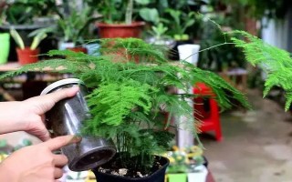 土培文竹叶片发黄如何处理，可采取修剪黄叶、更换盆土等措施