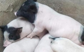 养10只香猪的年利润,减去成本后一年可获利2万元左右