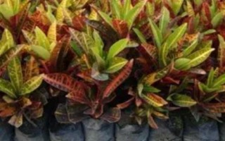 变叶木的繁殖方法，播种繁殖和扦插繁殖任选