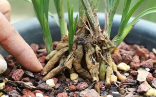 8月份能不能给兰花换盆，可以更换但不是最佳时期
