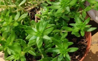 垂盆草的种植方法，栽种后每隔半个月追施一次氮肥