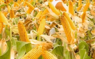 DK802玉米种子简介,适宜密度为每亩5000株左右