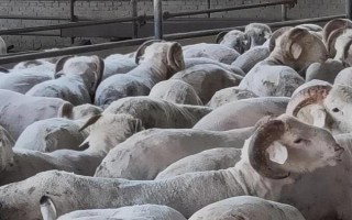 羊吃麦秸有没有营养，有营养但是价值不高