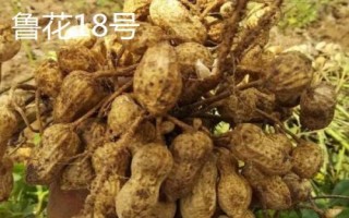 花生的价格,不同地区的售价各有区别