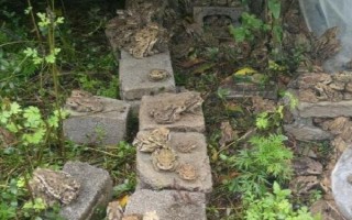 养蟾蜍需要办理哪些手续，先申请办理《野生动物驯养繁殖许可证》