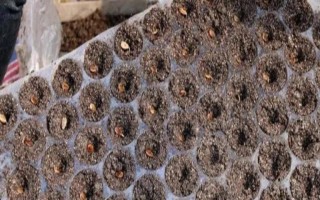 西瓜种不泡水几天发芽，30天可发芽