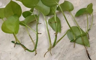 如何水培绿萝，应选用健康强壮且带有气生根的枝茎