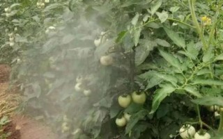 番茄青枯病的防治方法，首先可选育抗病品种