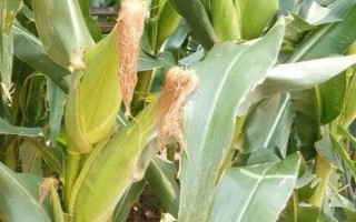 利合2260玉米种子特点