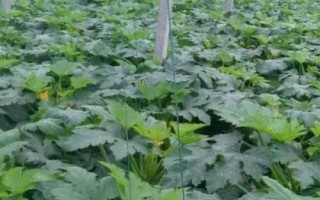 每隔多久对蒲瓜施一次肥料，每隔2个月追施一次即可