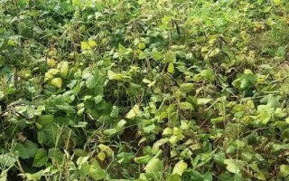 如何提高绿豆产量，发现缺苗断苗需立即补种