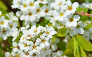 绣线菊的品种介绍，常见的有金山绣线菊、日本绣线菊等