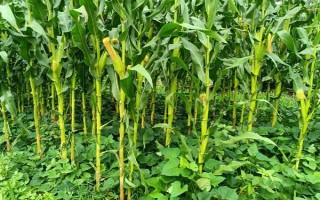 玉米的补种方法，补种时先进行催芽