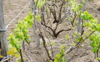 葡萄树何时移栽，秋季落叶后为移栽适期