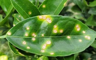 柑橘病虫害防治办法，常见的有疮痂病、溃疡病等