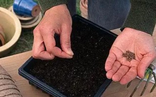 马鞭草如何种植，播种时间为4月下旬-5月上旬