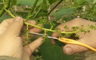 如何避免葡萄小粒果产生,花期要加强肥水管理