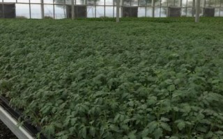 圣女果的栽培方法，分粒摆播可提高成株率