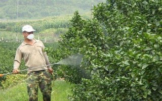 为沙糖桔保花保果的方法，剪除生长不良的枝叶能让花朵和果实吸收更多养分