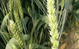 有哪些抗锈病的小麦品种，有泰麦733、西农857等