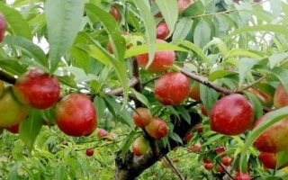 桃树春天管理技术，早春花期和幼果期需特别注意天气预报