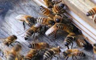 中蜂秋季分蜂在几月，每年的9-10月发生得最为集中