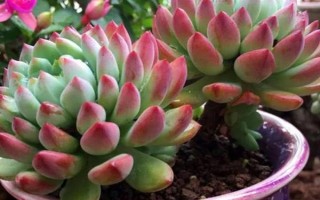 蓝苹果多肉怎么养殖，生长期间每隔10-15天浇一次水