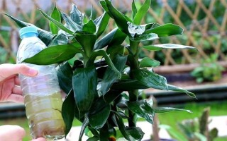 盆栽富贵竹有哪些注意事项，冬季要减少或停止浇水