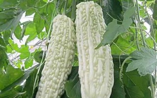 种植苦瓜的时间和方法，北方地区3-4月份可在棚内育苗、长江流域在3月份播种