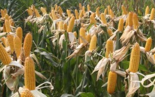 中夏玉4号玉米种子介绍，属中早熟青贮型杂交品种