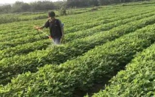 花生烂果的原因，虫蛀、鼠害、干旱和涝害等均会导致