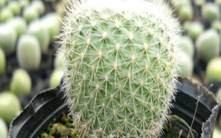 如何养殖白雪光仙人球，生长期间需每隔10-15天追施一次饼肥