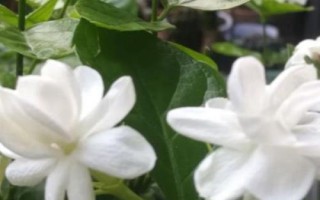 茉莉花的花语,寓意纯洁、忠贞和尊敬